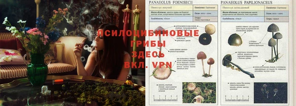 трава Аркадак